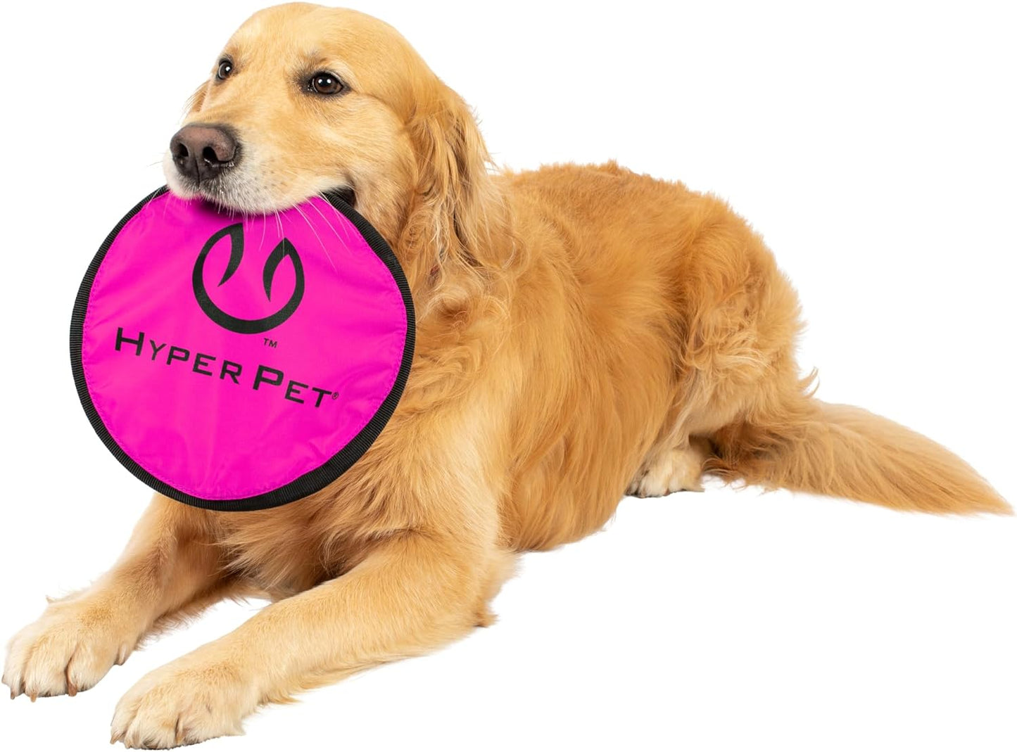 Dog Frisbee