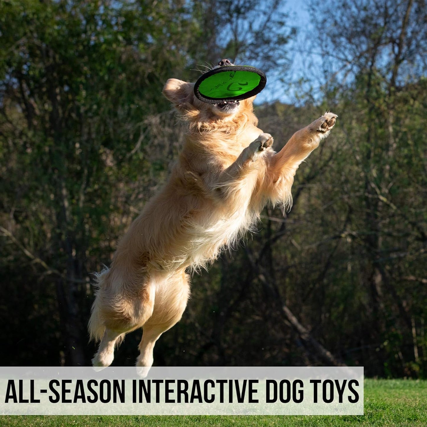 Dog Frisbee